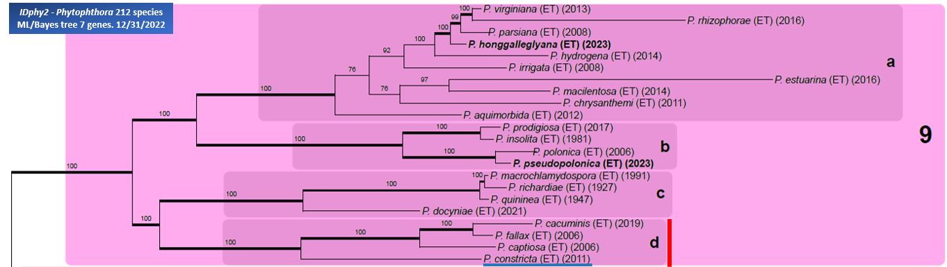    Phytophthora  spp. in subclade 9d:  portion of the seven-loci ML phylogeny featuring the type cultures of 212 described species (by T. Bourret). Notice the position of   P. constricta  Ex-type CBS 125801 = Samp;T BL 61 . Gloria Abad, USDA Samp;T.
